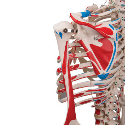 Skeleton Max Muscle, on 5-Feet Stand A11 6