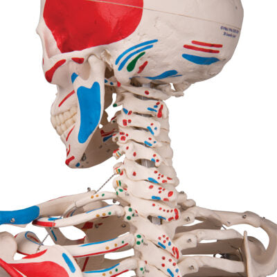 Skeleton Max Muscle, on 5-Feet Stand A11 5