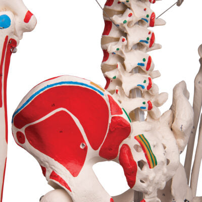 Skeleton Max Muscle, on 5-Feet Stand A11 4