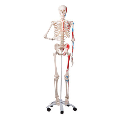 Skeleton Max Muscle, on 5-Feet Stand A11 3