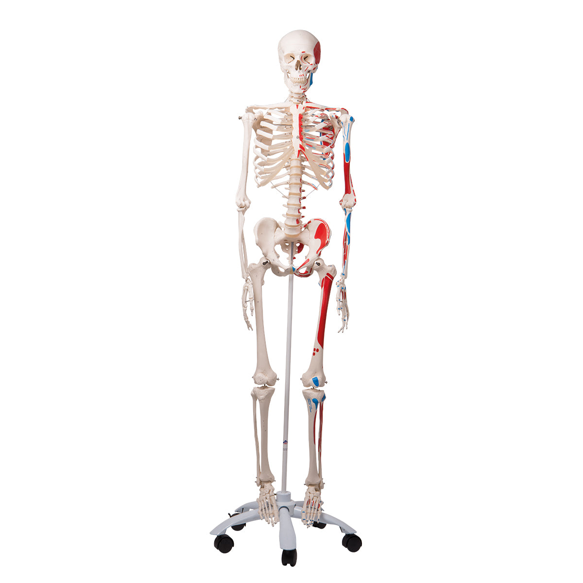 Skeleton Max Muscle, on 5-Feet Stand A11