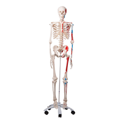 Skeleton Max Muscle, on 5-Feet Stand A11