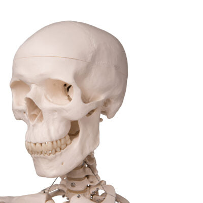 Skeleton Stan A10 4