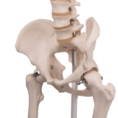 Skeleton Stan A10 3