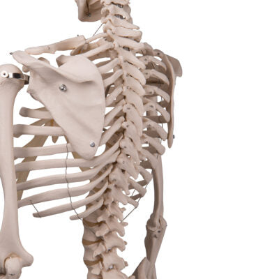 Skeleton Stan A10 2