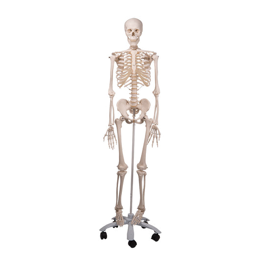 Skeleton Stan A10