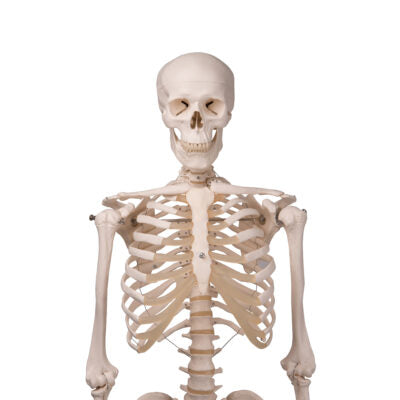 Skeleton Stan,Hanging on Roller Stand A10/1 2