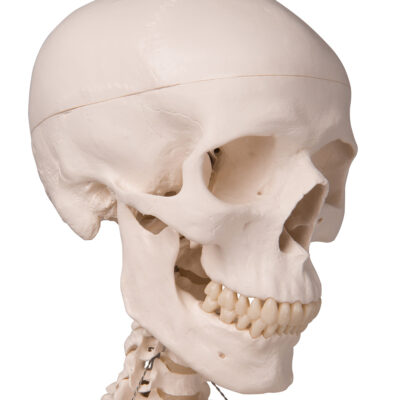 Skeleton Stan,Hanging on Roller Stand A10/1 5