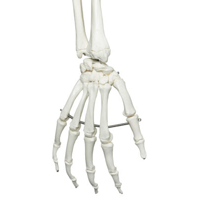 Skeleton Stan,Hanging on Roller Stand A10/1 4