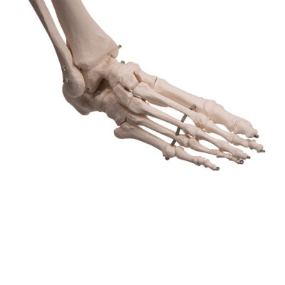 Skeleton Stan,Hanging on Roller Stand A10/1 3
