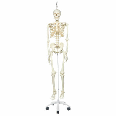 Skeleton Stan,Hanging on Roller Stand A10/1 1