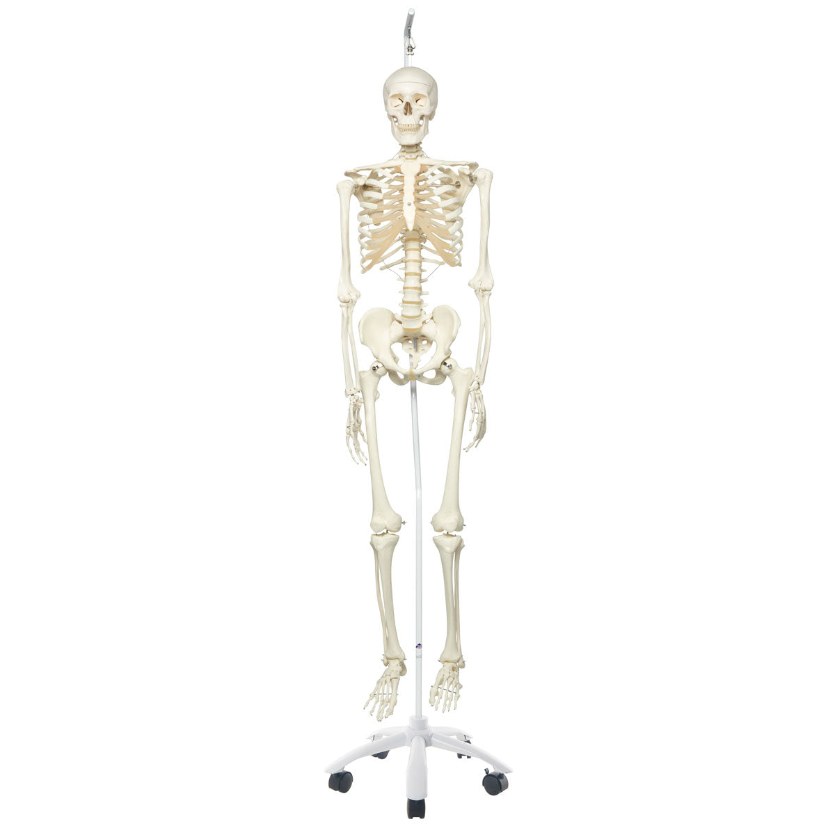 Skeleton Stan,Hanging on Roller Stand A10/1