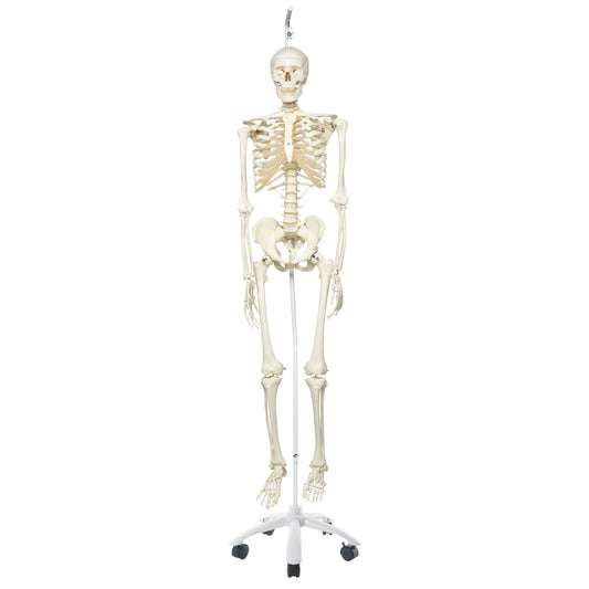 Skeleton Stan,Hanging on Roller Stand A10/1