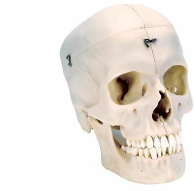 Skull  Bonelike 6 Part  A281 1