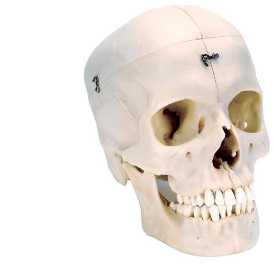 Skull  Bonelike 6 Part  A281