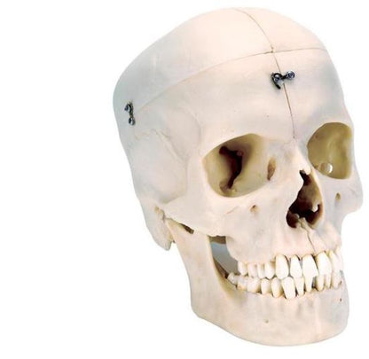 Skull  Bonelike 6 Part  A281