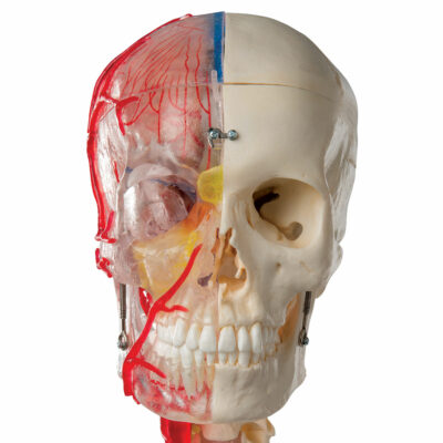 Skull Bonelike Didactic Deluxe 7 Part  A283 2