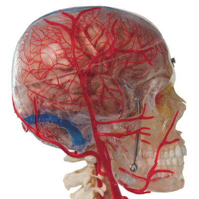 Skull Bonelike Didactic Deluxe 7 Part  A283 3