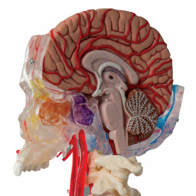 Skull Bonelike Didactic Deluxe 7 Part  A283 5