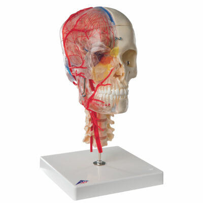 Skull Bonelike Didactic Deluxe 7 Part  A283 1