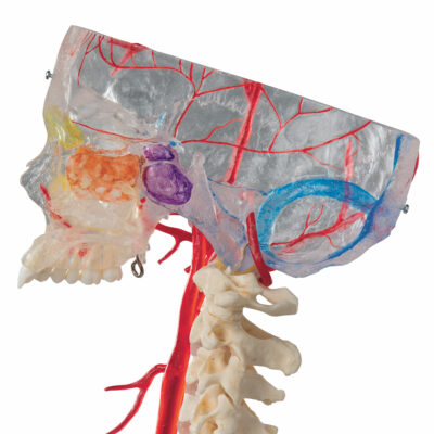 Skull Bonelike Didactic Deluxe 7 Part  A283 6
