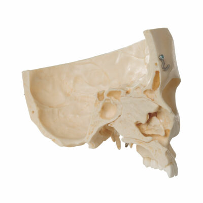 Skull Bonelike Didactic Deluxe 7 Part  A283 7