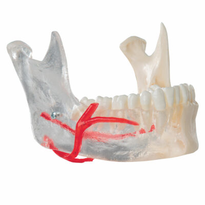 Skull Bonelike Didactic Deluxe 7 Part  A283 8