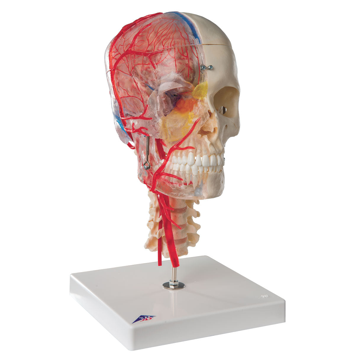 Skull Bonelike Didactic Deluxe 7 Part  A283