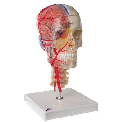 Skull Bonelike Didactic Deluxe 7 Part  A283