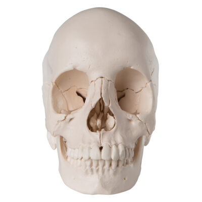 Skull Kit  Anatomical  Version  22 – Part A290 5