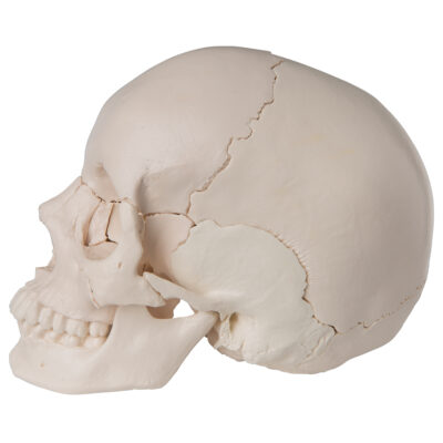 Skull Kit  Anatomical  Version  22 – Part A290 4
