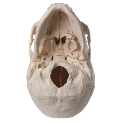 Skull Kit  Anatomical  Version  22 – Part A290 3