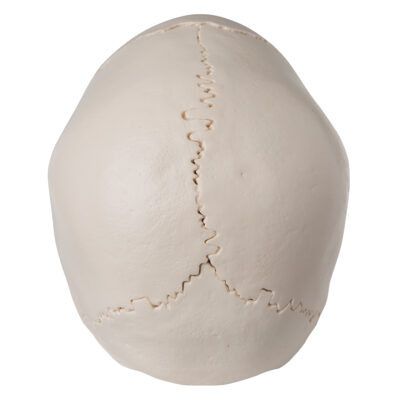Skull Kit  Anatomical  Version  22 – Part A290 2