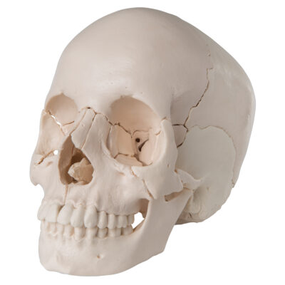 Skull Kit  Anatomical  Version  22 – Part A290 1