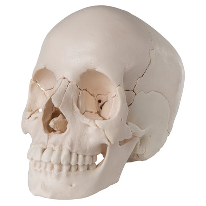 Skull Kit  Anatomical  Version  22 – Part A290