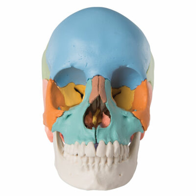 Skull Kit –  Didactic  Coloured  Version  22 – Part   A291 2