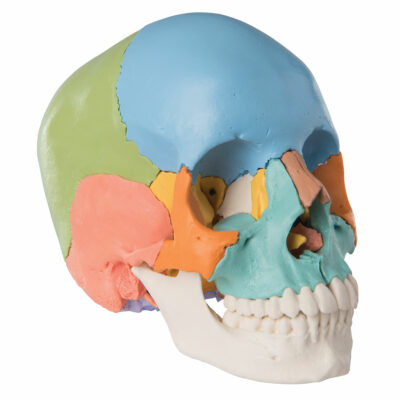 Skull Kit –  Didactic  Coloured  Version  22 – Part   A291 3