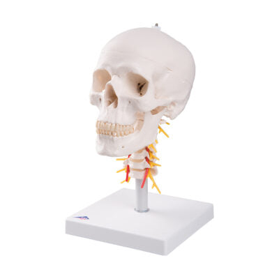 Skull on Cervical Spine  4 Part  A20/1 2