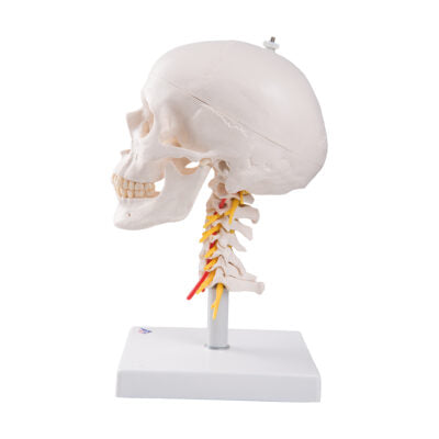 Skull on Cervical Spine  4 Part  A20/1 3