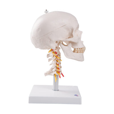 Skull on Cervical Spine  4 Part  A20/1 4