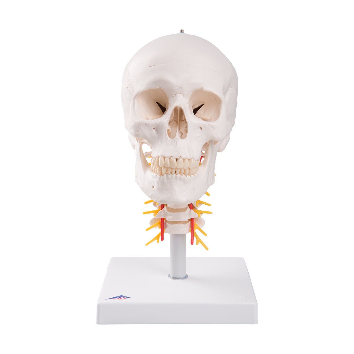 Skull on Cervical Spine  4 Part  A20/1