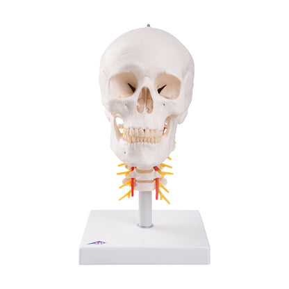 Skull on Cervical Spine  4 Part  A20/1