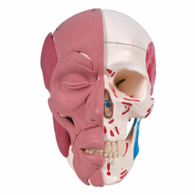 Skull with Facial Muscles A300 3
