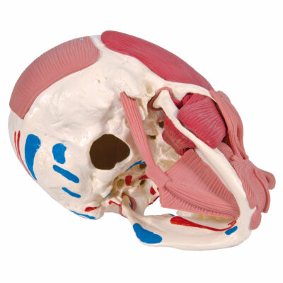 Skull with Facial Muscles A300 4