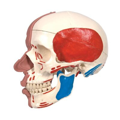 Skull with Facial Muscles A300 5