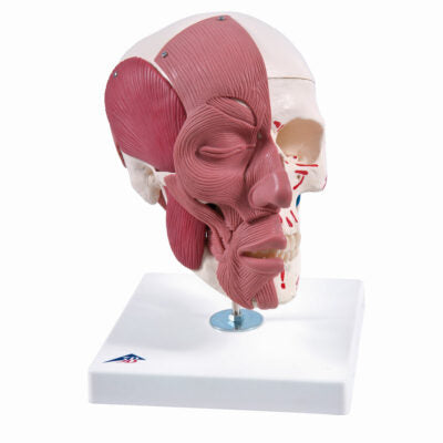 Skull with Facial Muscles A300 1