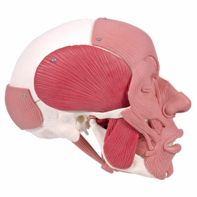 Skull with Facial Muscles A300 2