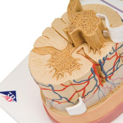 Spinal Cord with Nerve Endings C41 2