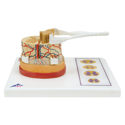 Spinal Cord with Nerve Endings C41