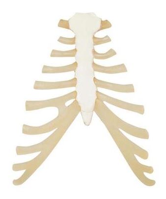 Sternum with Rib Cartilage A69